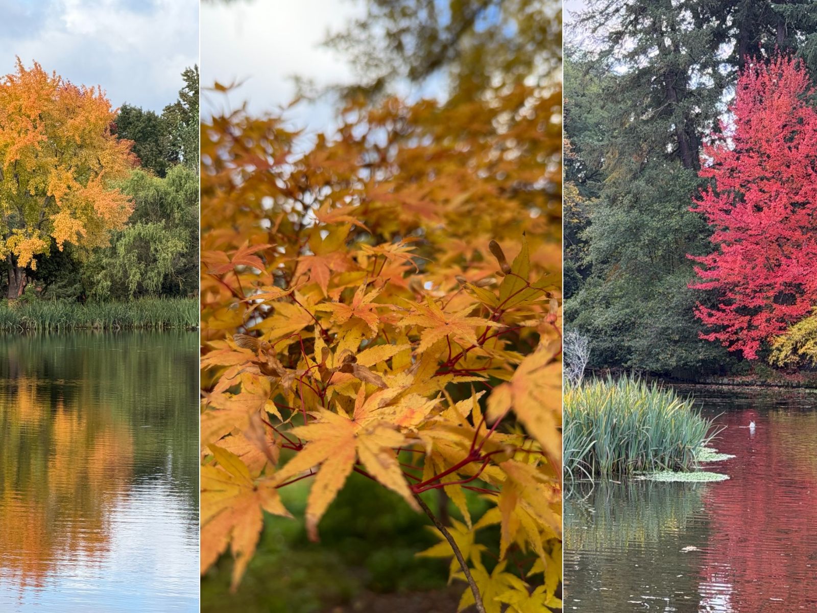 Portland's Rhododendron Garden: One of the best places to see fall
