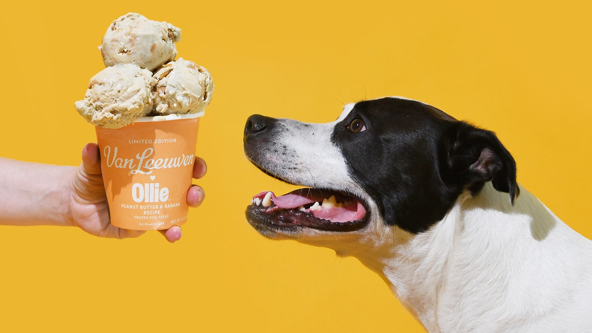A black and white dog with a pint of dog ice cream