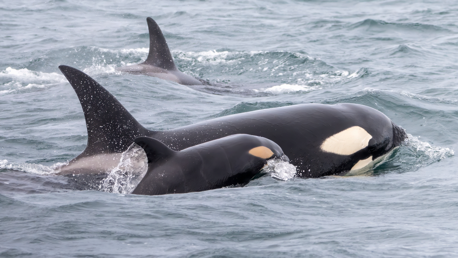 Two orca whales, a large one and a small one, are seen swimming together in the water, with another orca fin poking out of the water in the background.