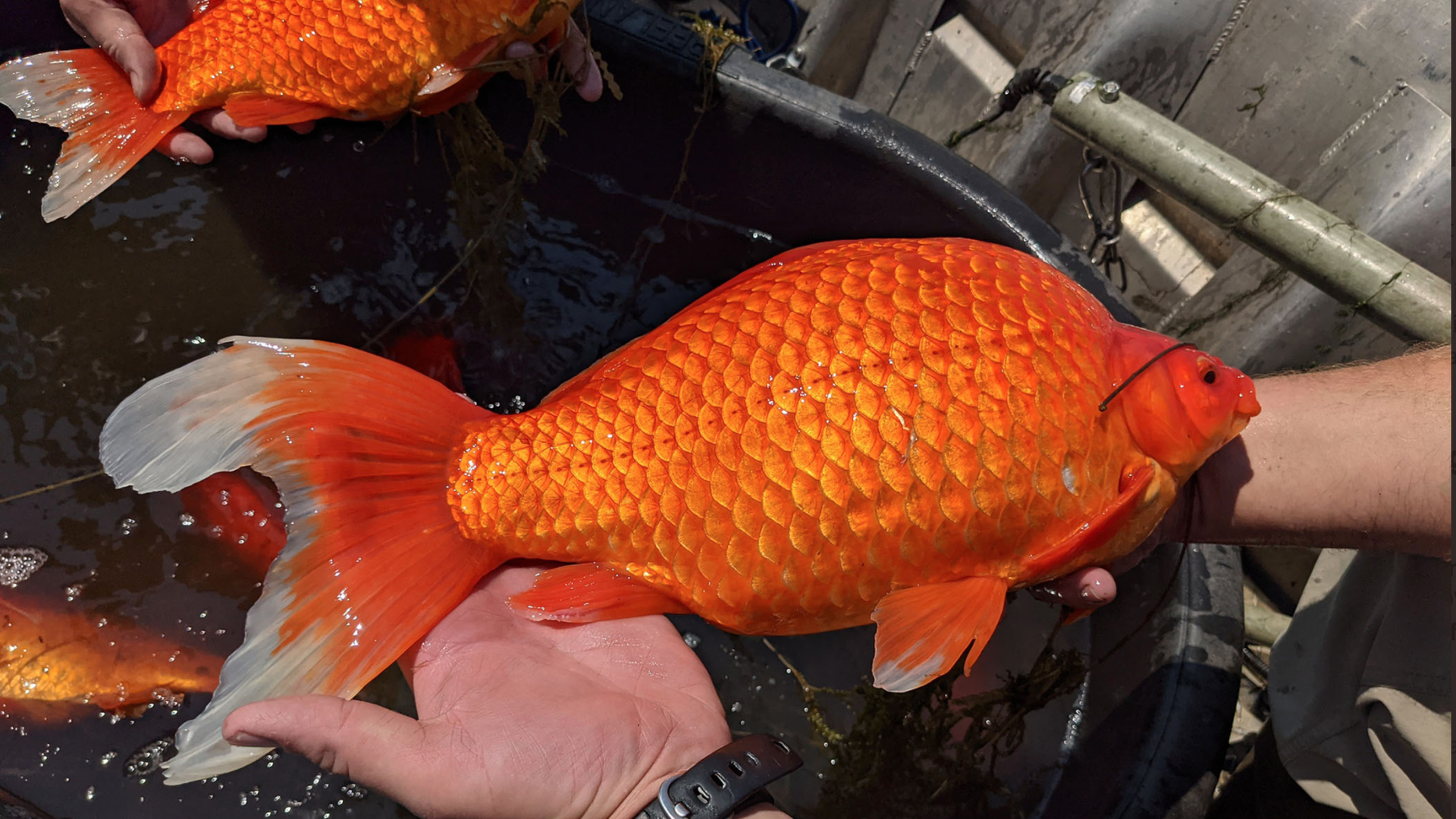 An overgrown goldfish.