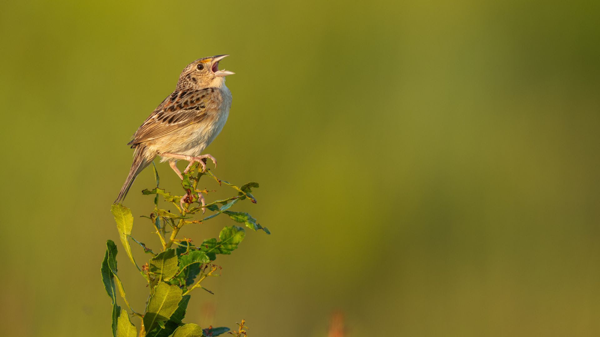 A Florida grasshopper sparrow, the most endangered bird in North America, sings from an early morning perch.