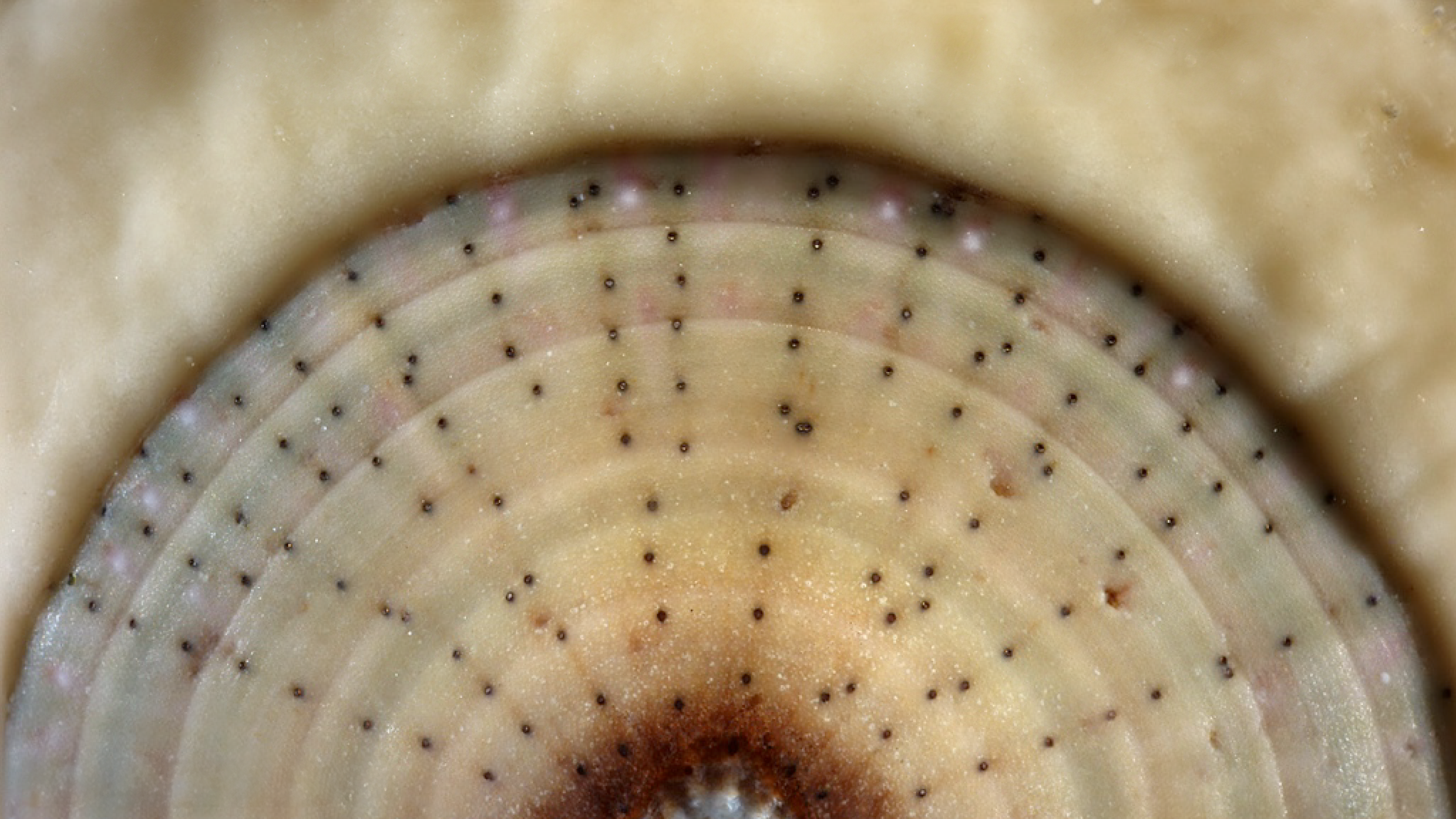 Many shell eyes (black spots) are visible on the shell of the chiton Tonicia lebruni.