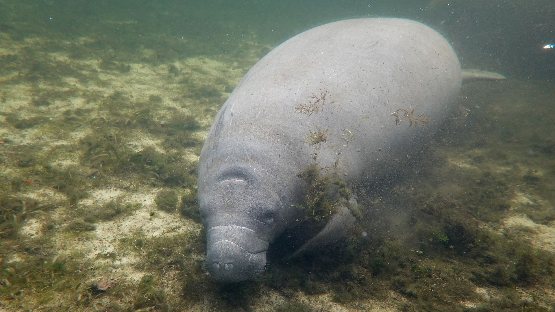  A manatee swims in the Homosassa River in October. 
