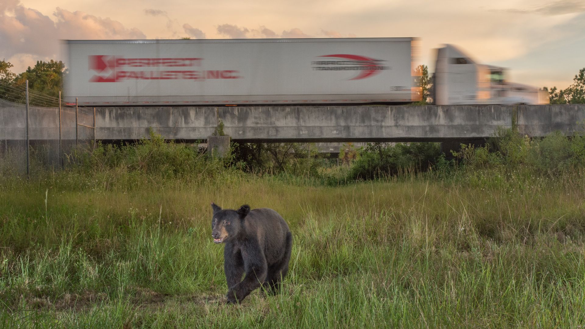 Black bear walking through green grass near a concrete bridge with a white semi-truck passing overhead under a cloudy sky at sunset.