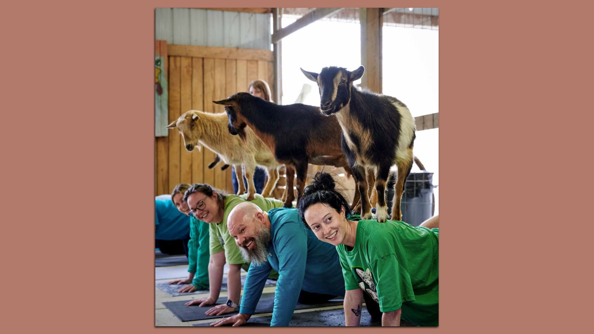 Four people in a barn engage in goat yoga, each supporting a goat standing on their backs. The setting is rustic with wooden walls and beams visible.