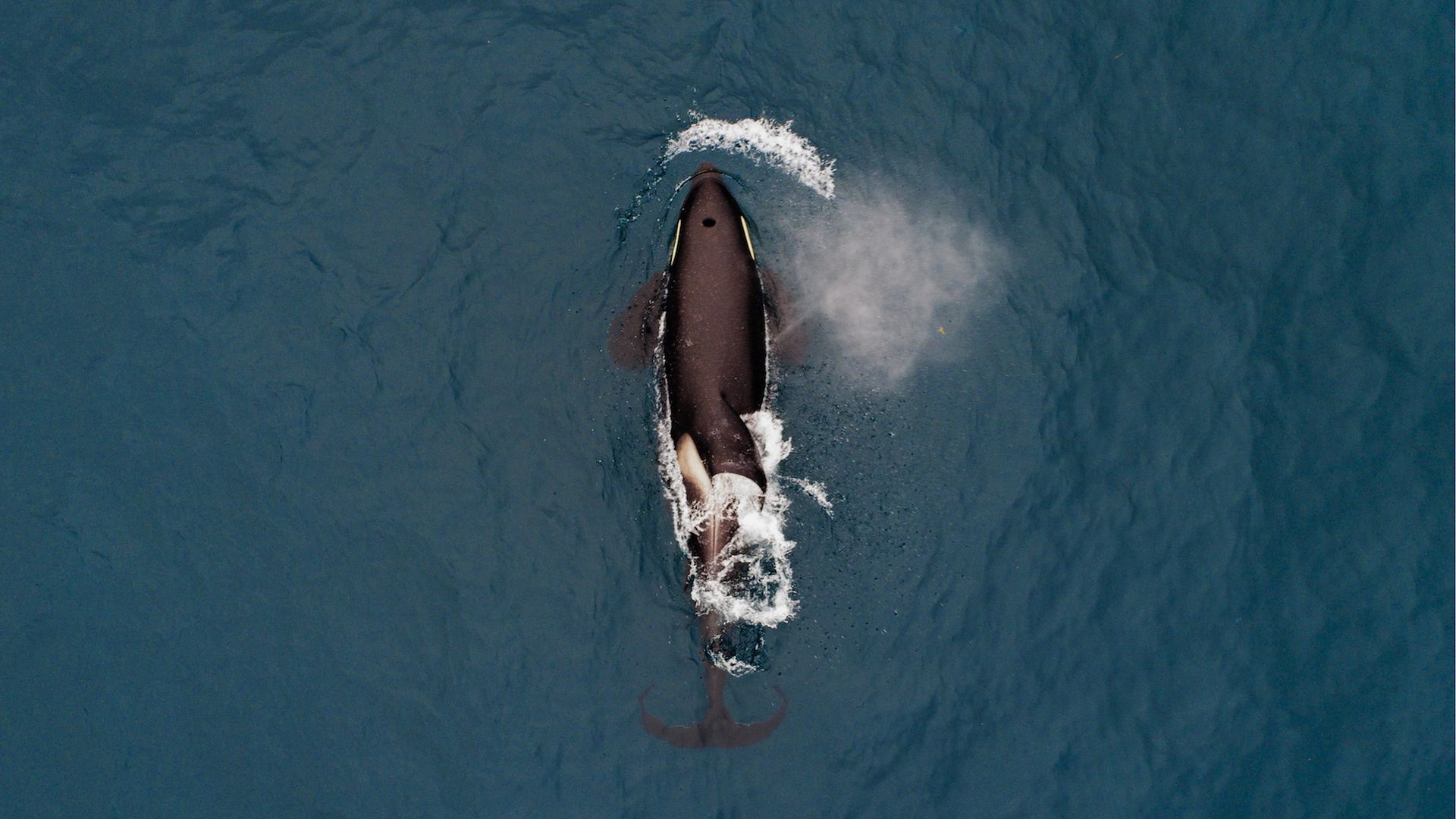 An aerial image of an orca in Avacha Bay off Kamchatka Peninsula on Russia's Pacific coast. 