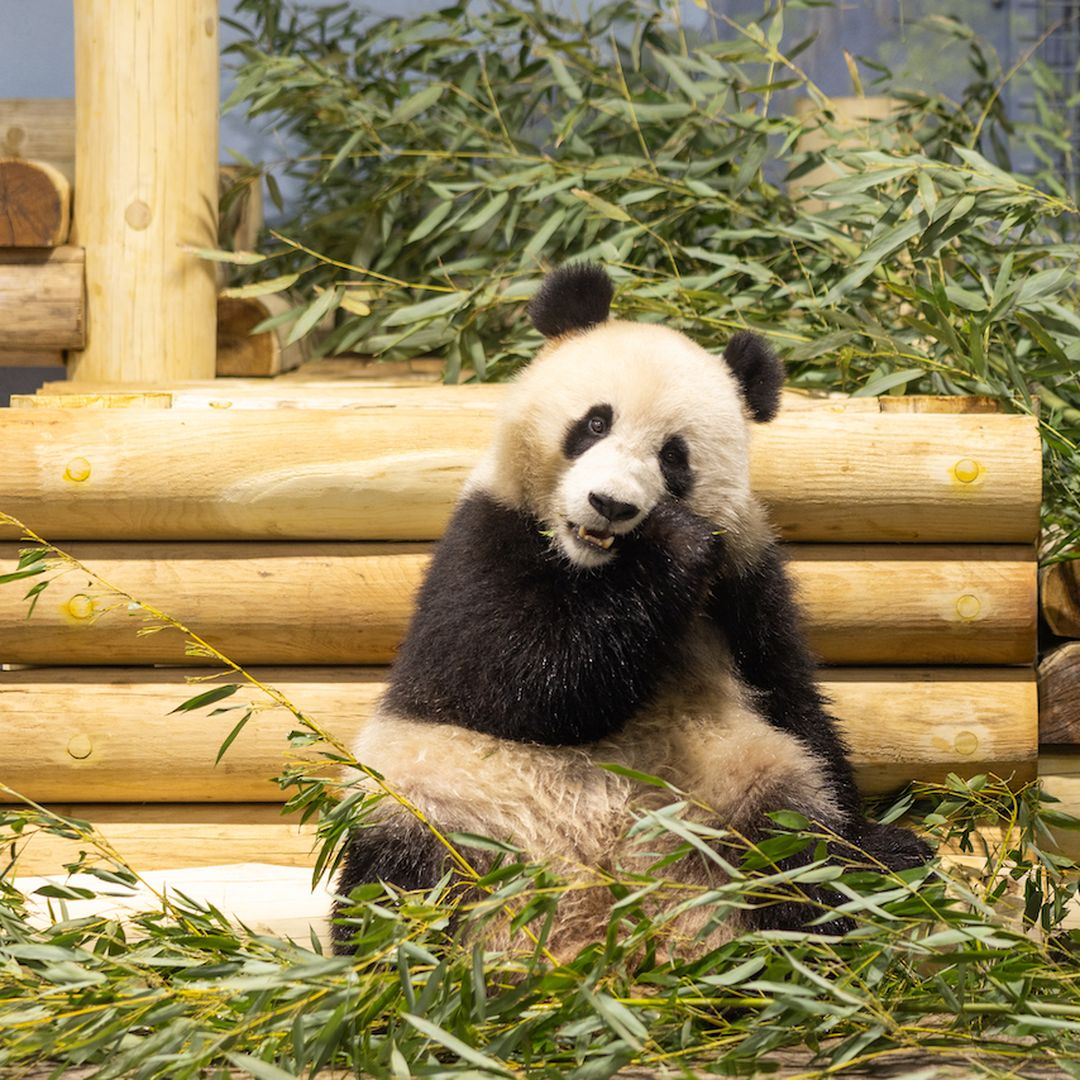 How to see DC's new pandas at the National Zoo before everyone