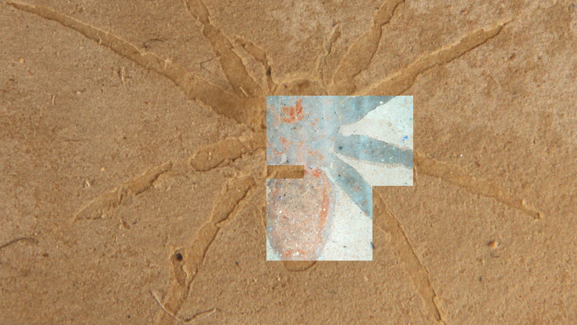 Fossilized spider from the Aix-en-Provence Formation in France seen in hand sample overlain with fluorescent microscopy image of the same fossil. 
