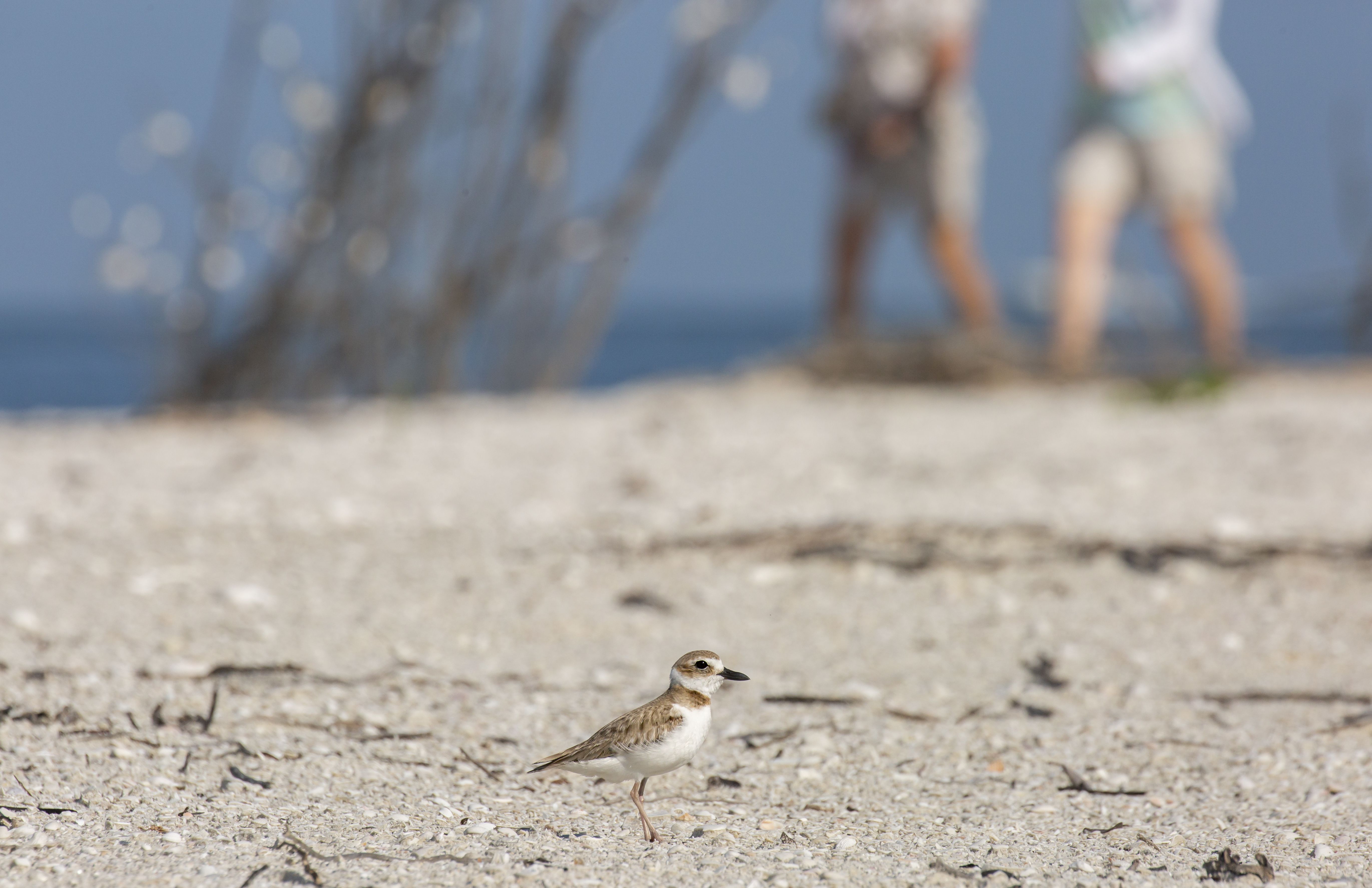 Small shorebird on a sandy beach, brown and white plumage; blue sea in the background with two blurred people in shorts near the water.