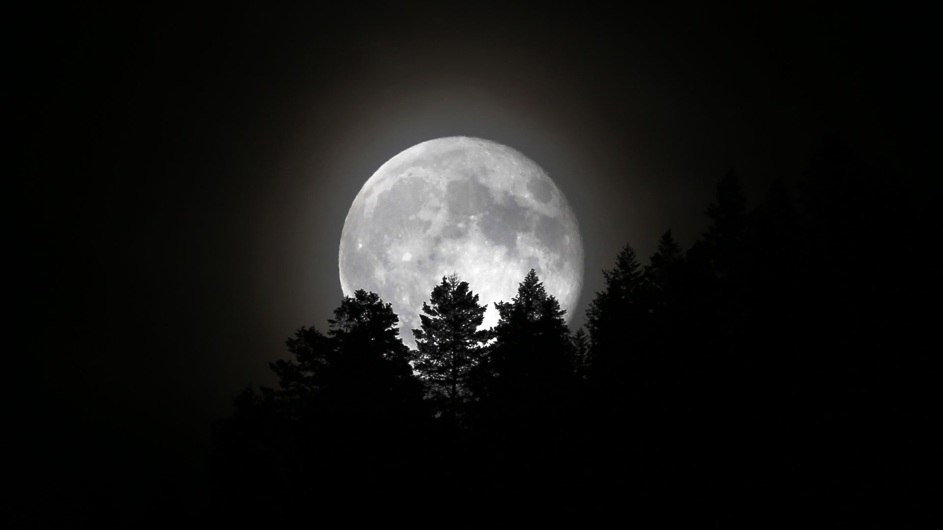 A full moon behind conifer trees.