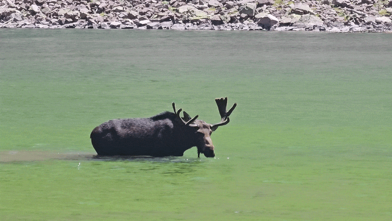A moose takes a drink from a large lake