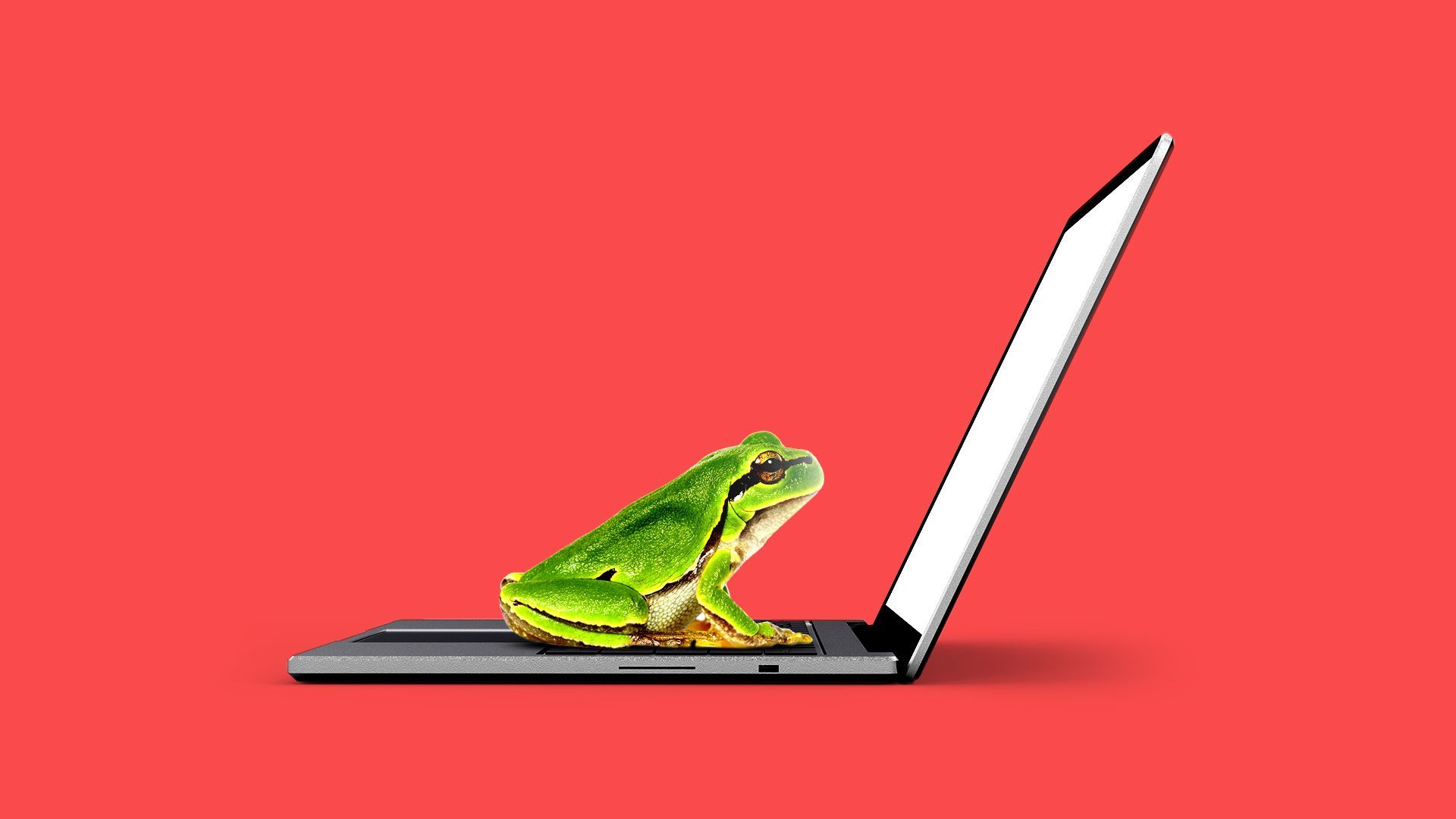 Illustration of a frog on a laptop