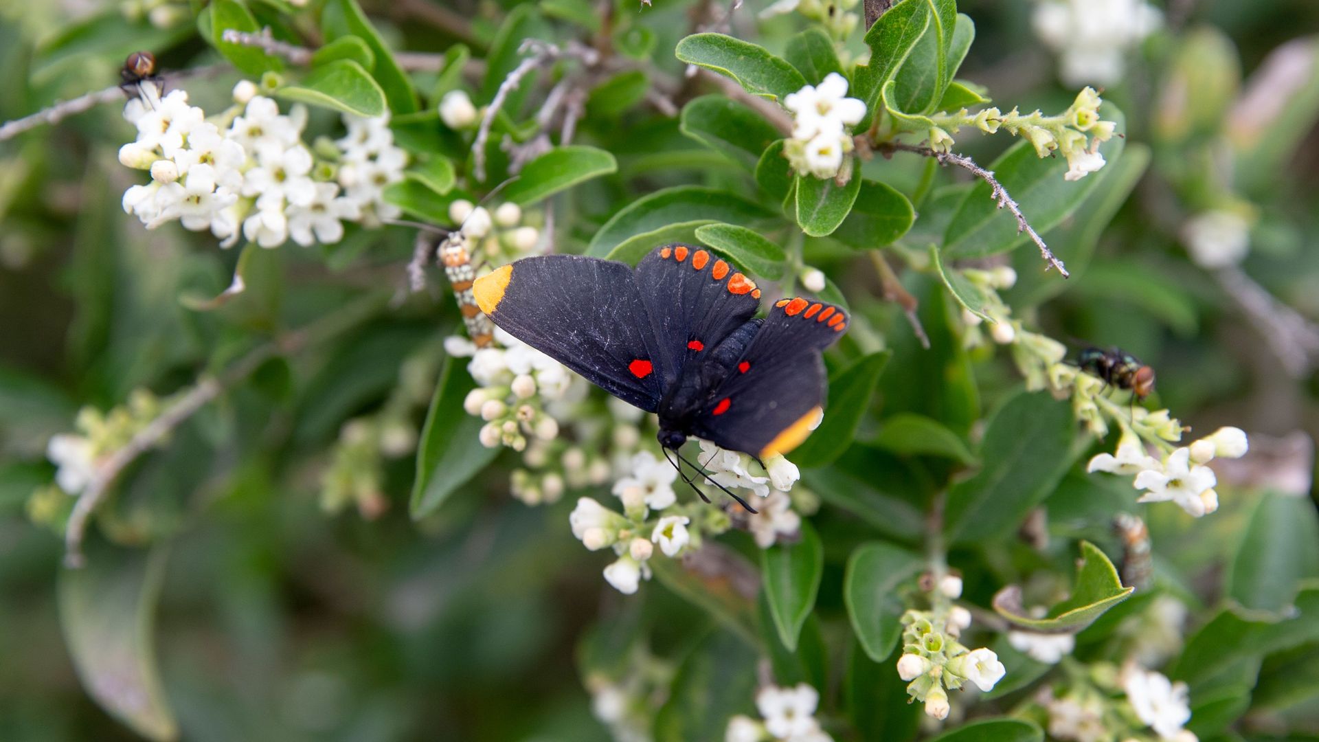 Photo of a red-bordered Pixie butterfly landed on a plant with green leaves and white flowers