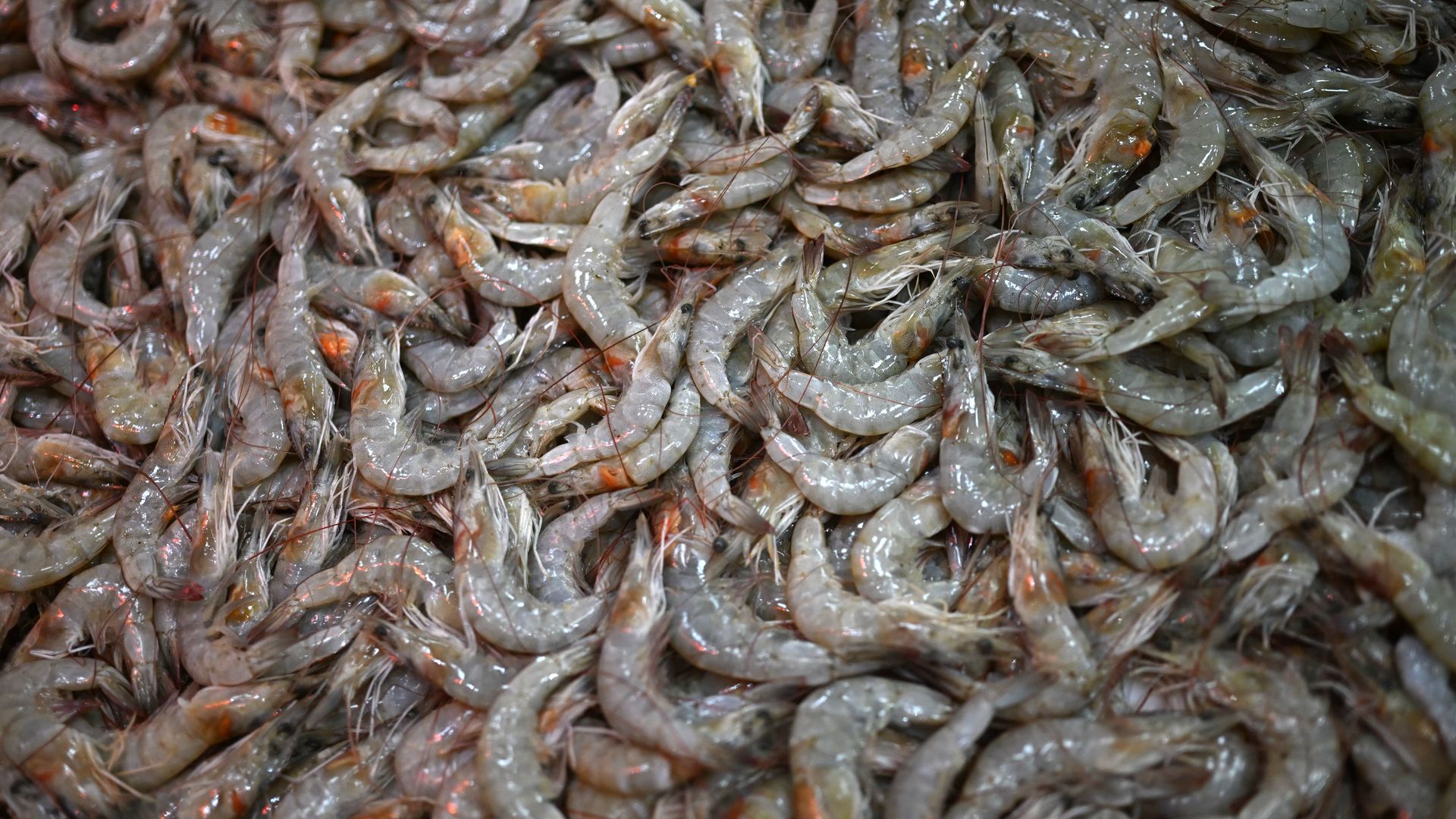 Shrimp in a stall in Brazil