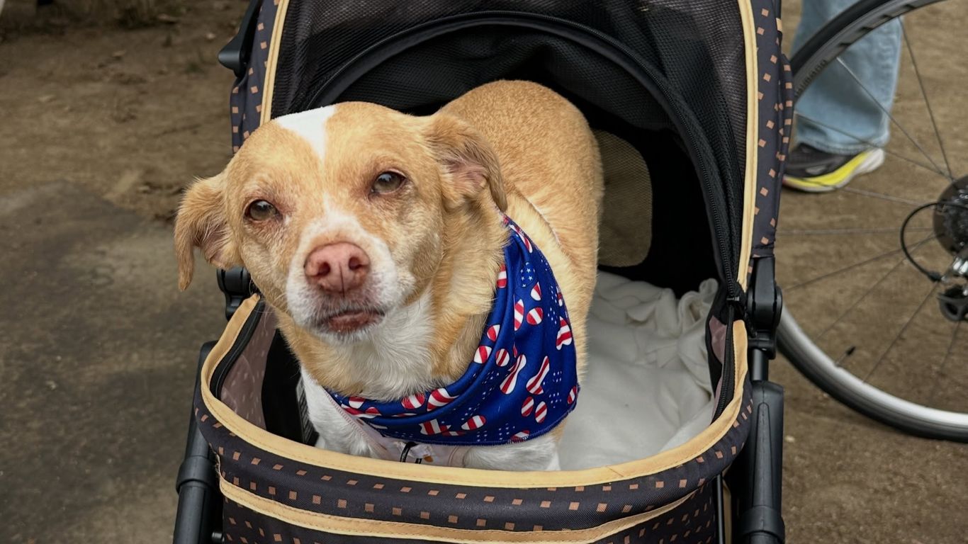 Patriotic dogs charm Golden Gate Park crowd