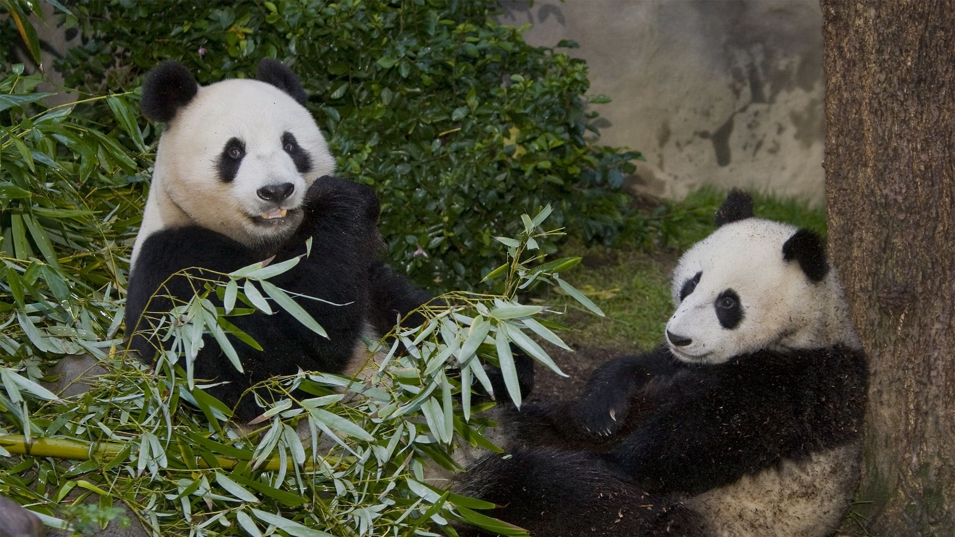 Two pandas eating leaves.