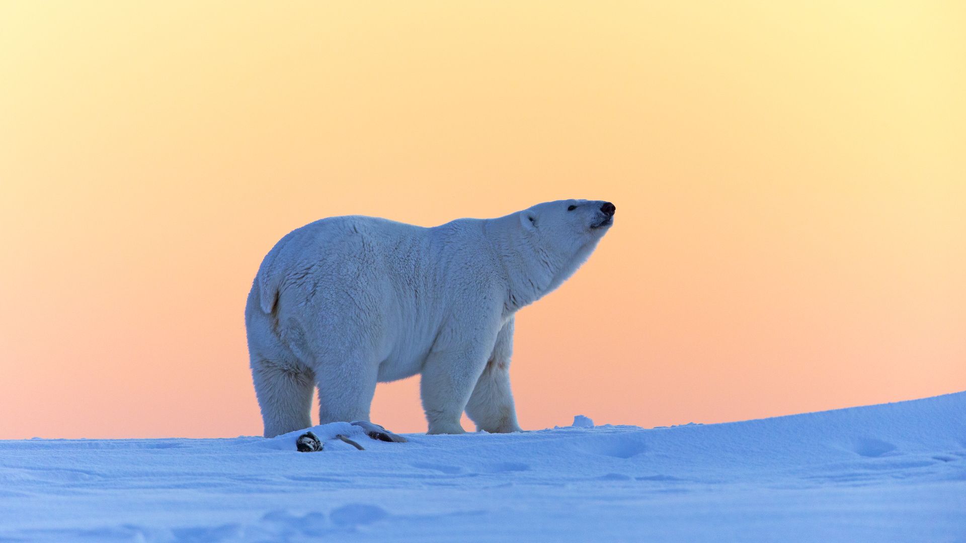 Photo of a polar bear with a fading sunset in the background