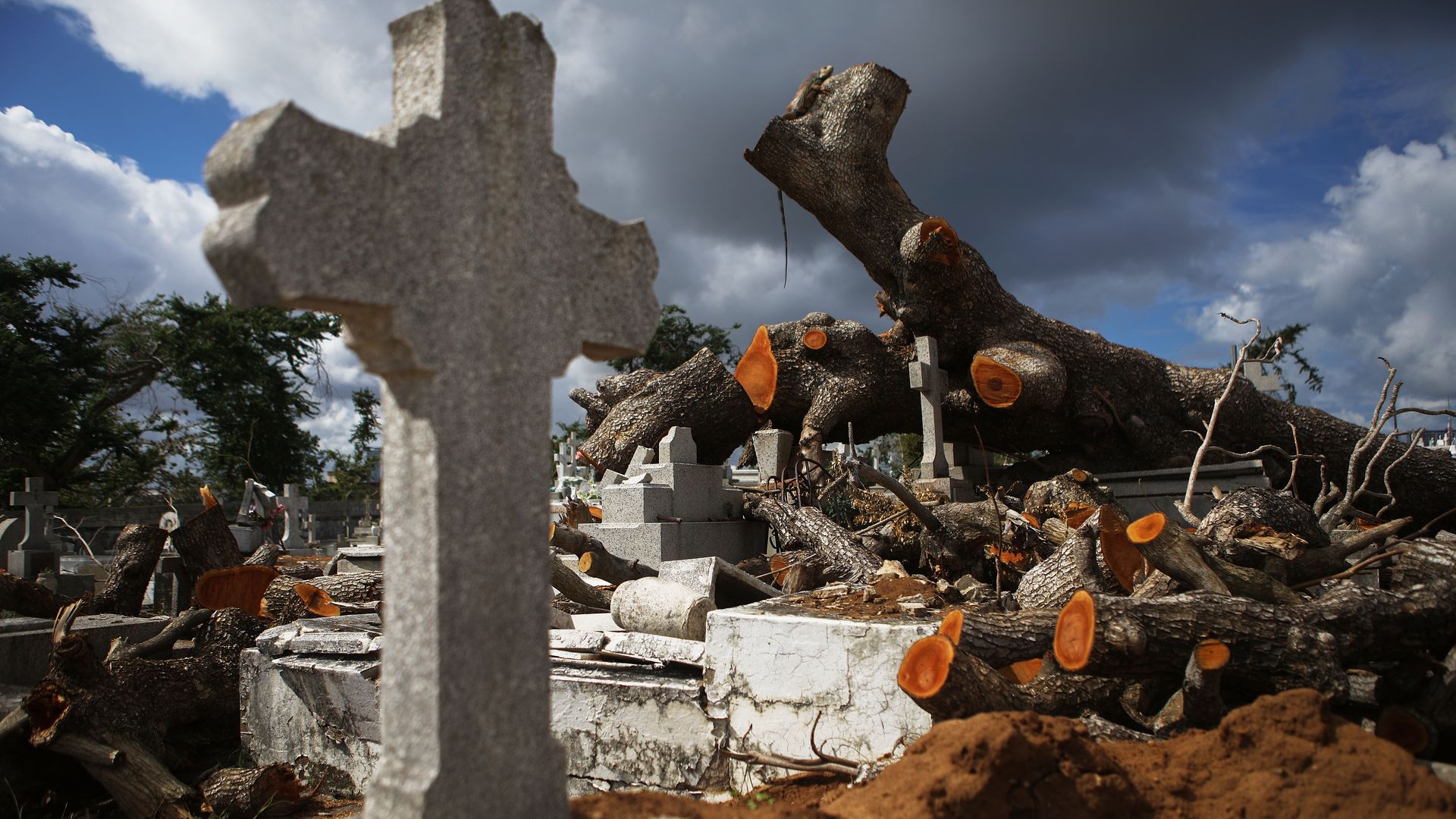 A tree toppled by Hurricane Maria lays next to a grave.