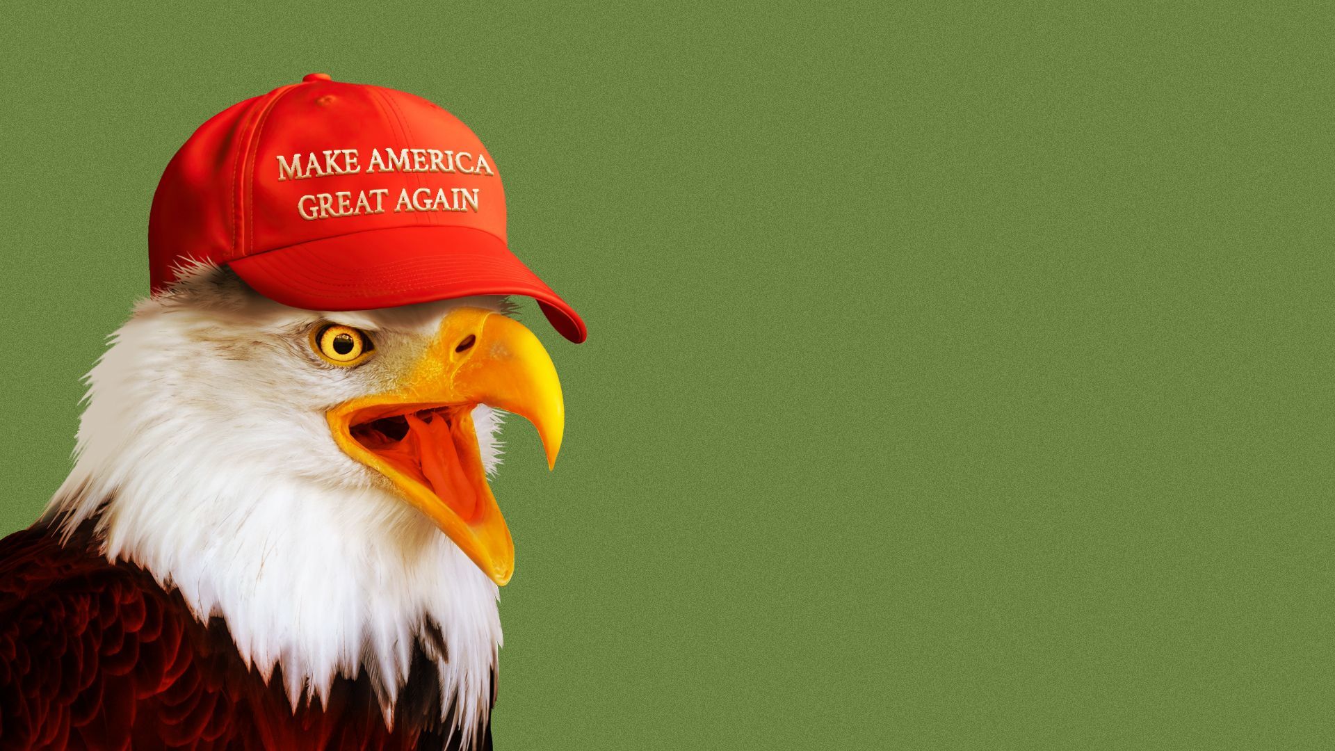 Illustration of a bald eagle in a MAGA hat