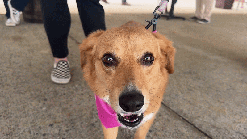 a gif of a corgi mix in a pink bandana
