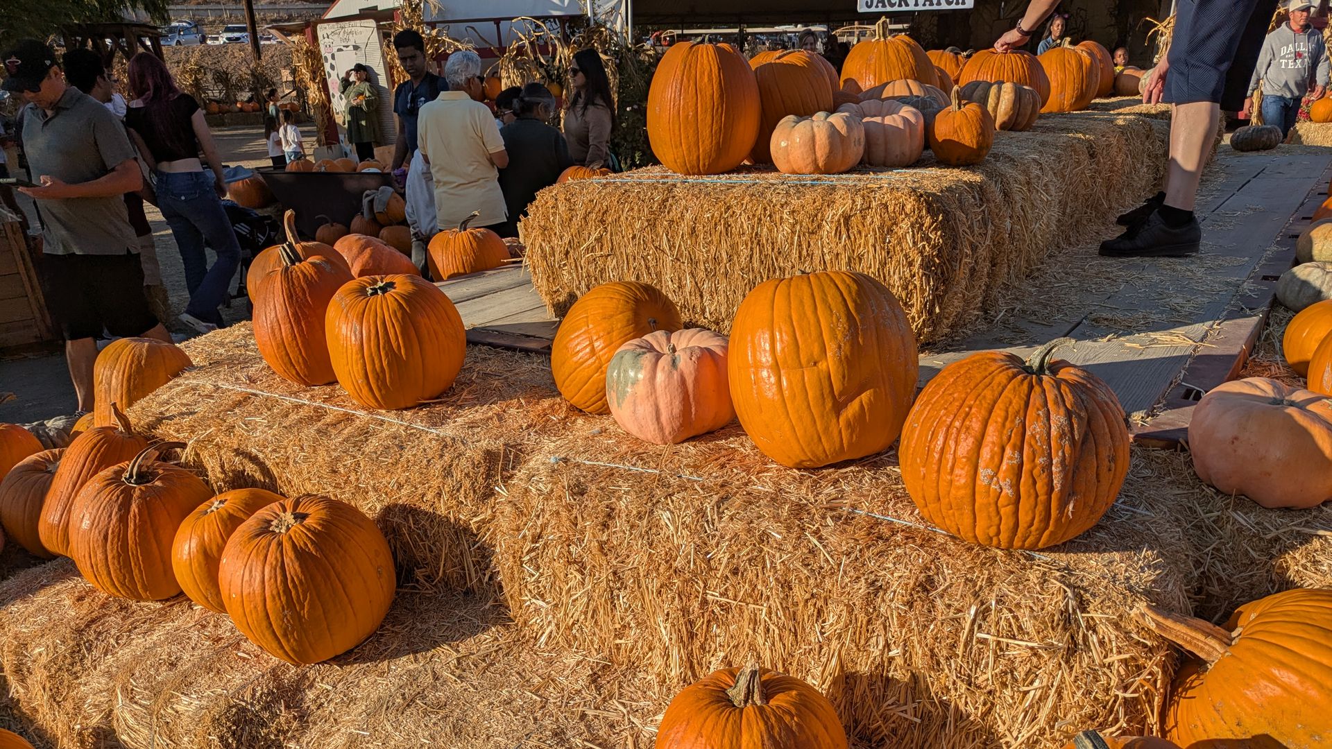 A bustling pumpkin patch with orange pumpkins on hay bales and straw-covered ground; people browse stalls in the background under a sign that reads "Jack Patch".