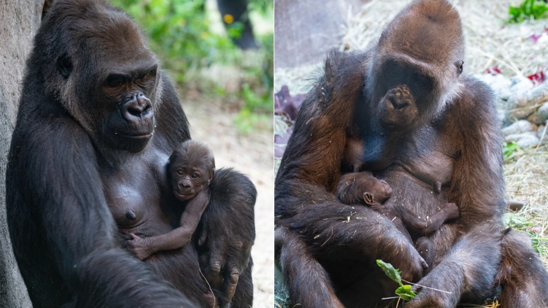 Photos of two gorilla mamas with two babies.