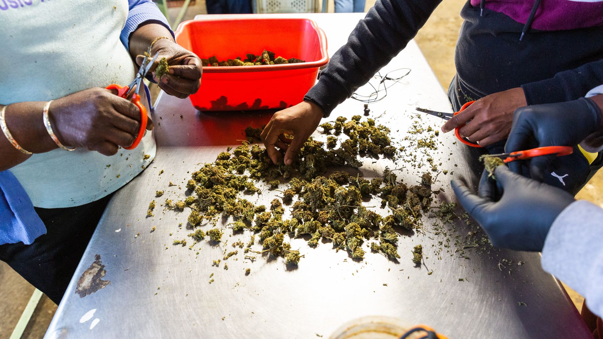 Marijuana on a metal table 