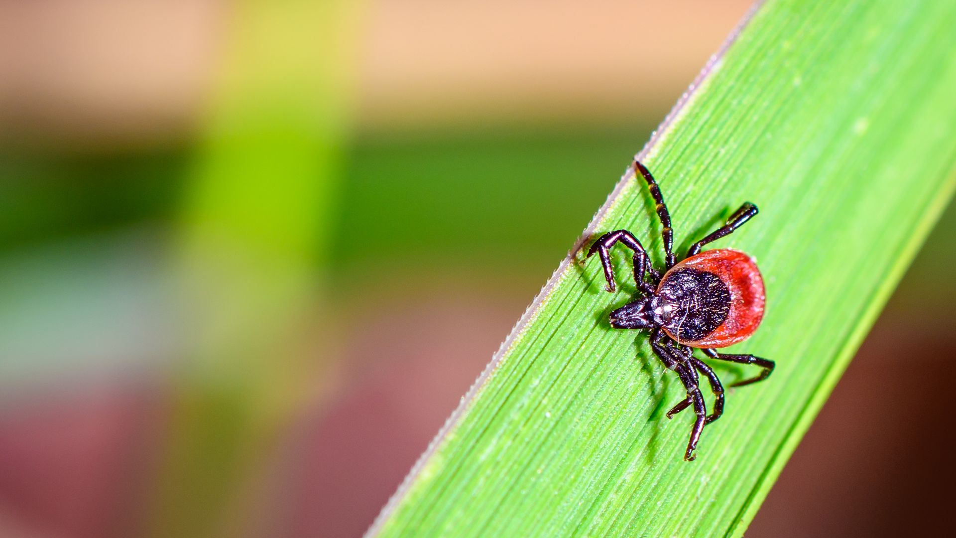 Macro close-up of a red and black tick clinging to the edge of a bright green leaf, with a softly blurred brown-green background.