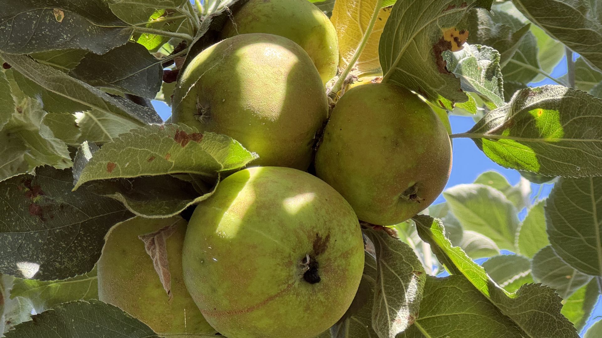 Cluster of five green apples on a tree, surrounded by green leaves with a blue sky background, sunlight casting shadows on the apples and leaves.