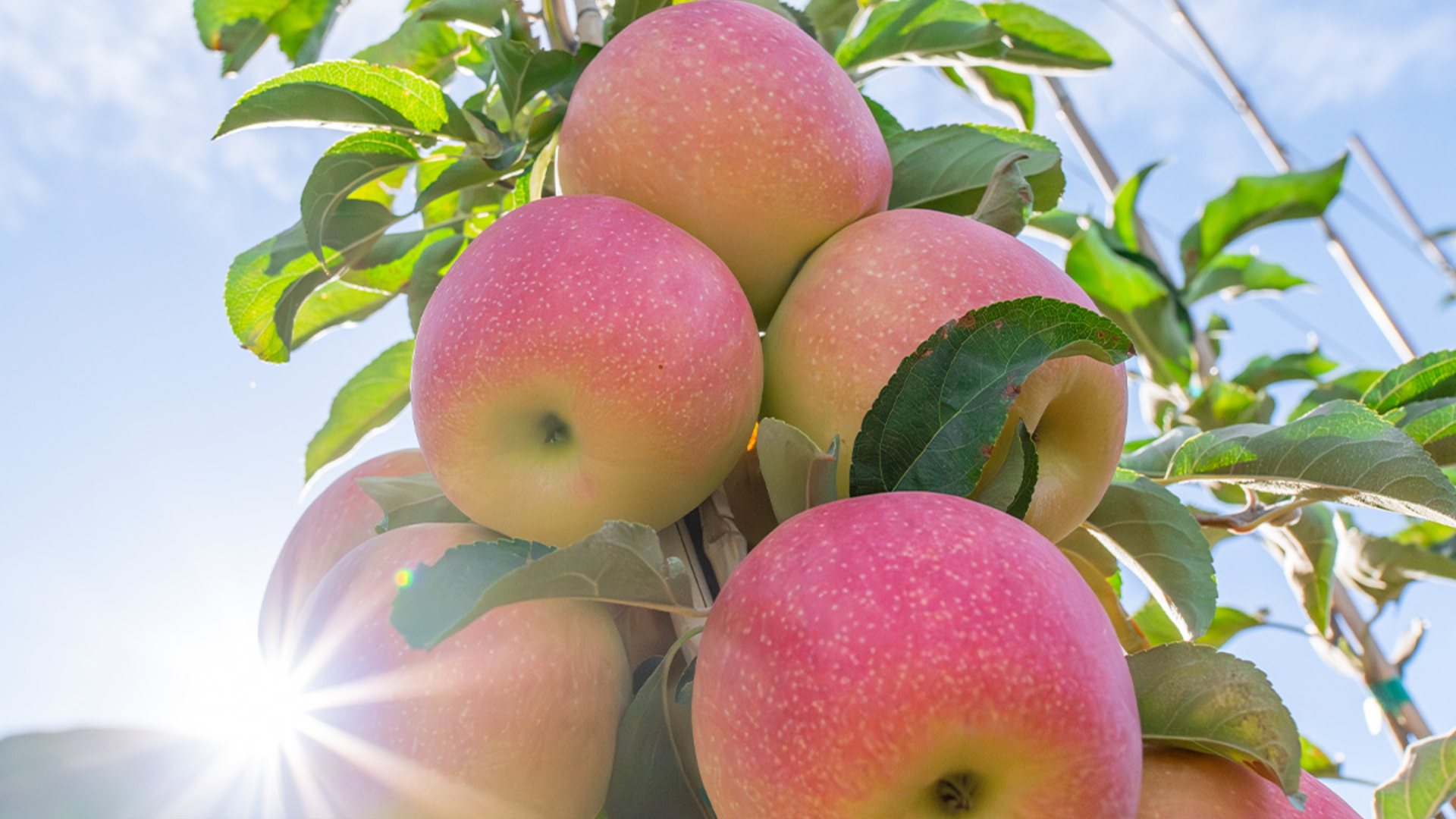 Rosy pink and gold apples hang from a branch with a bit of sun glare on them. 