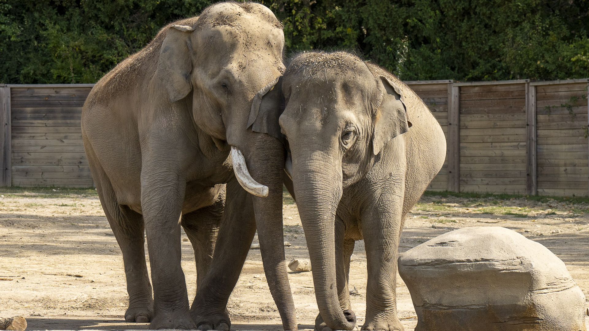 Sabu, a male elephant, and Sunny, a female elephant, stand next to each other in the outdoor elephant pen