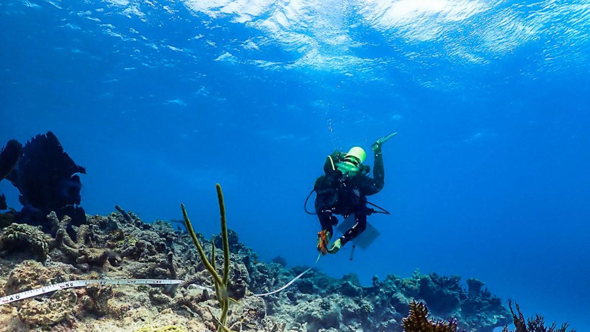 An image of a diver inspecting coral reefs in the Florida Keys.