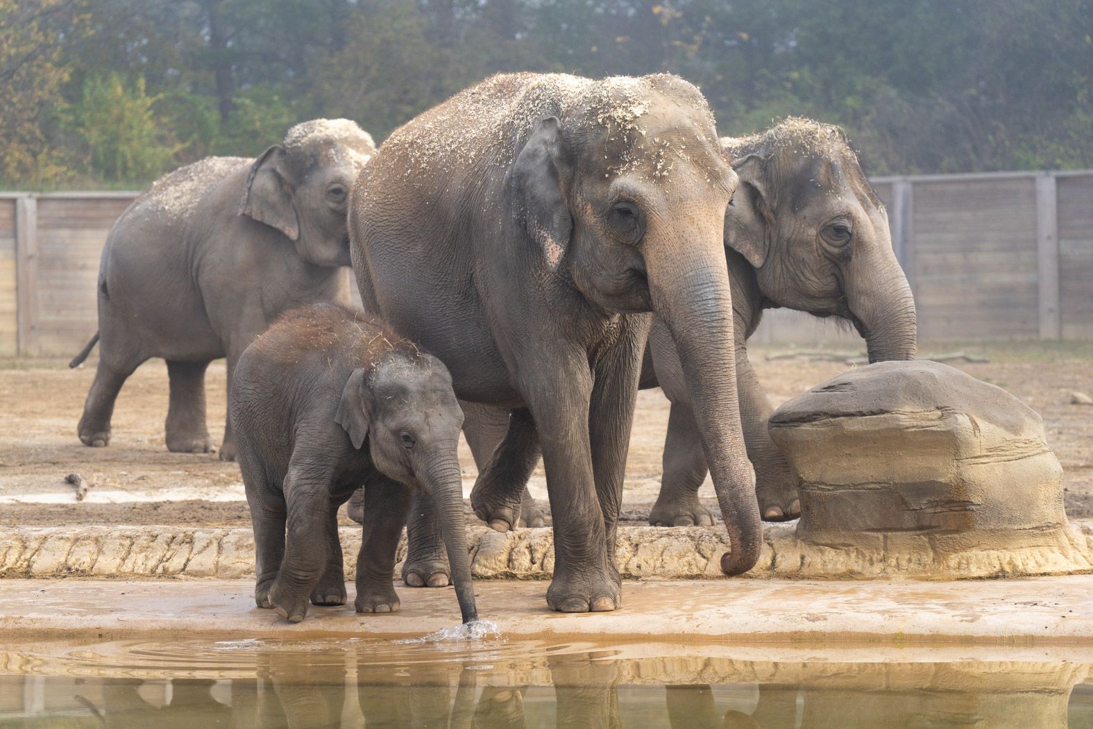 Four of the Columbus Zoo's Asian elephants — a calf and mom and two other females — walk in the yard near water