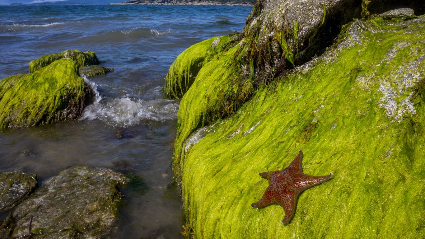 Low tides expose Puget Sound wonders