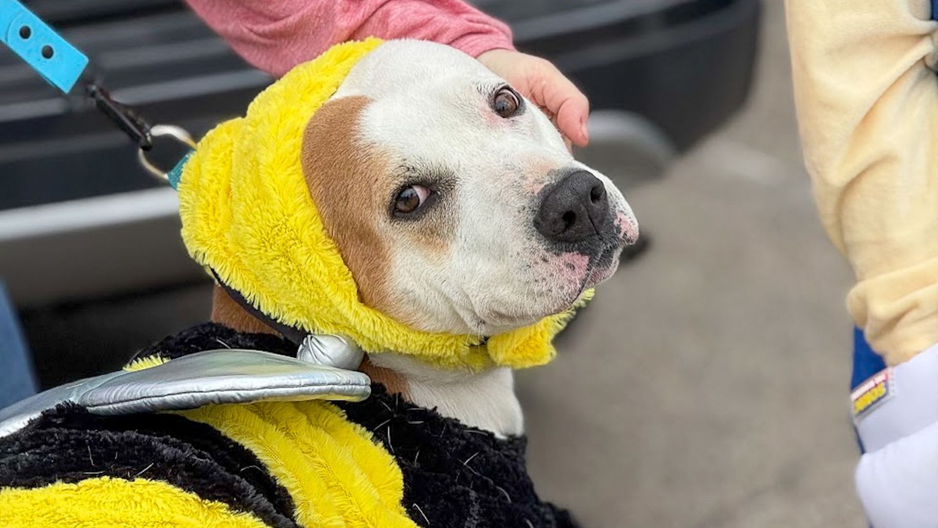 Dog wearing a bright yellow fluffy costume with black trim, head turned to the side as a person pets it; leash attached, outdoors on a paved surface.