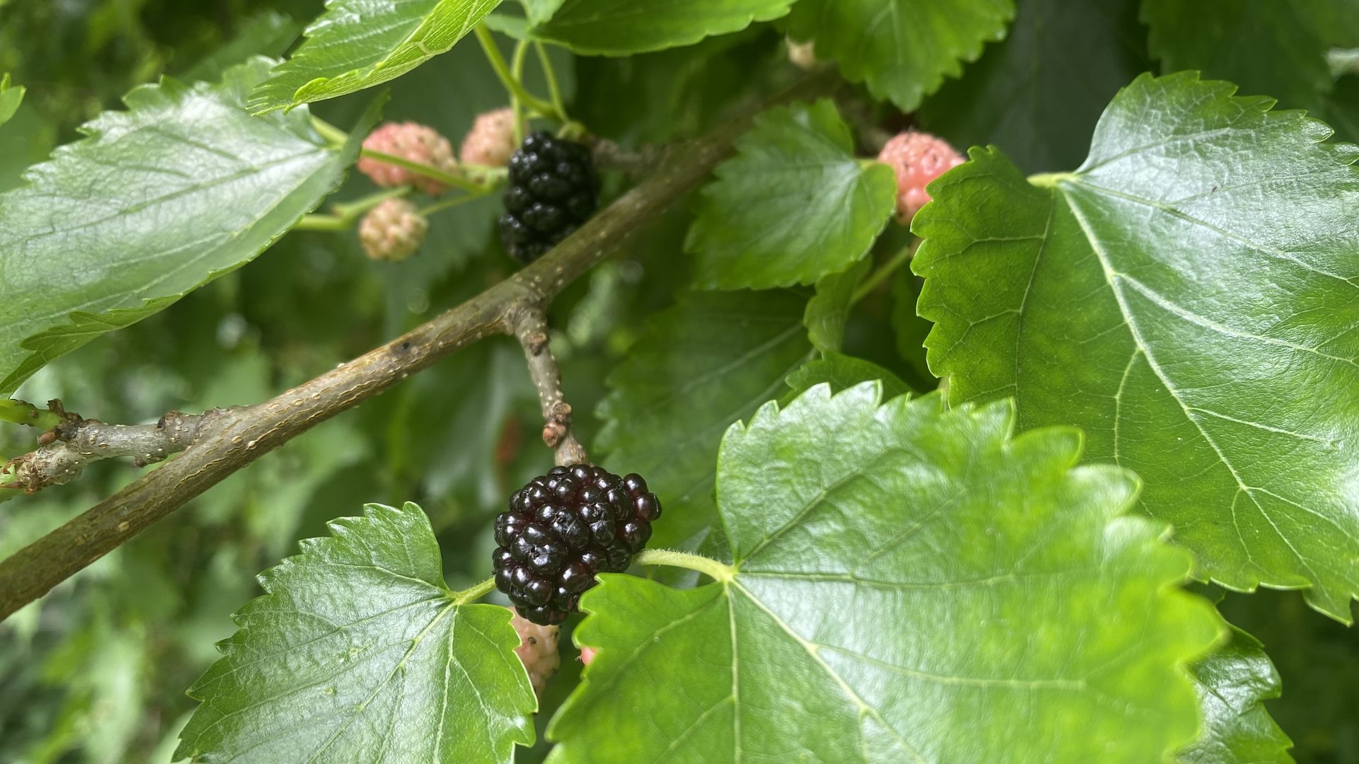 A close-up of mulberries on the tree.
