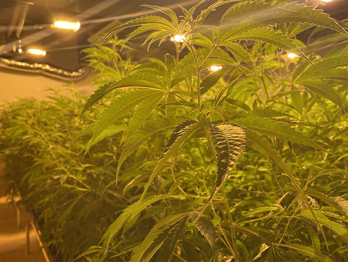 weed plants - the mothers