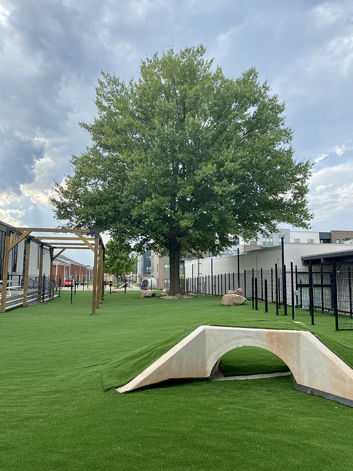 skiptown dog bar south end