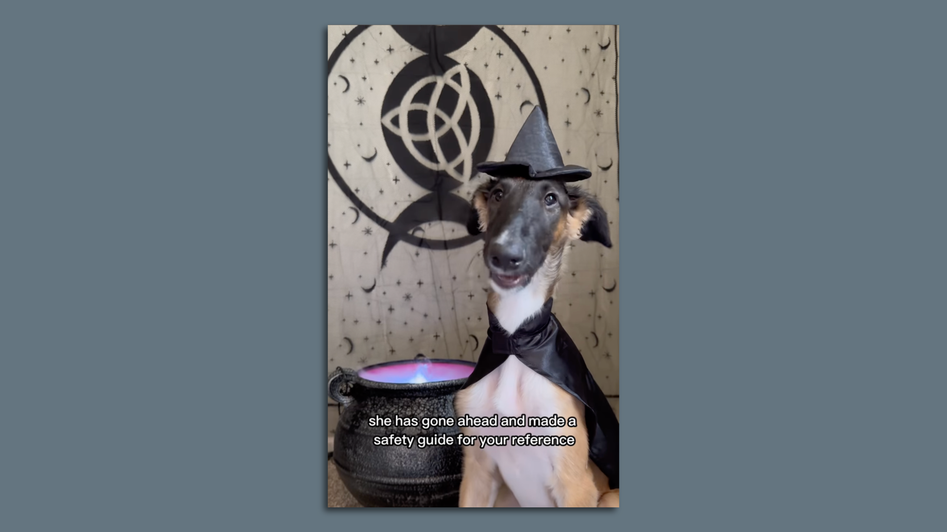A screenshot of an Instagram Reel from @cleolonglegs showing a dog in a witch hat giving Halloween tips