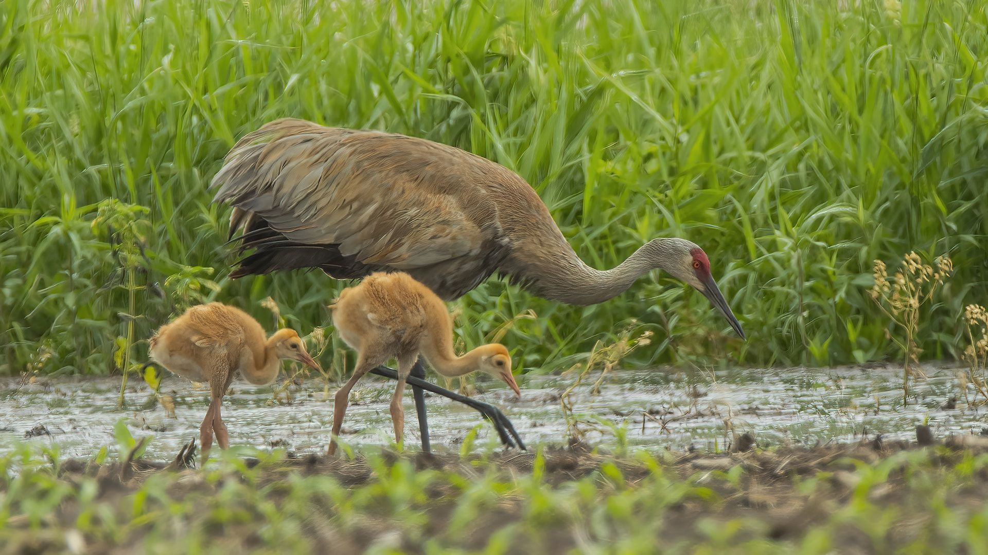 Sandhill Cranes and two babies