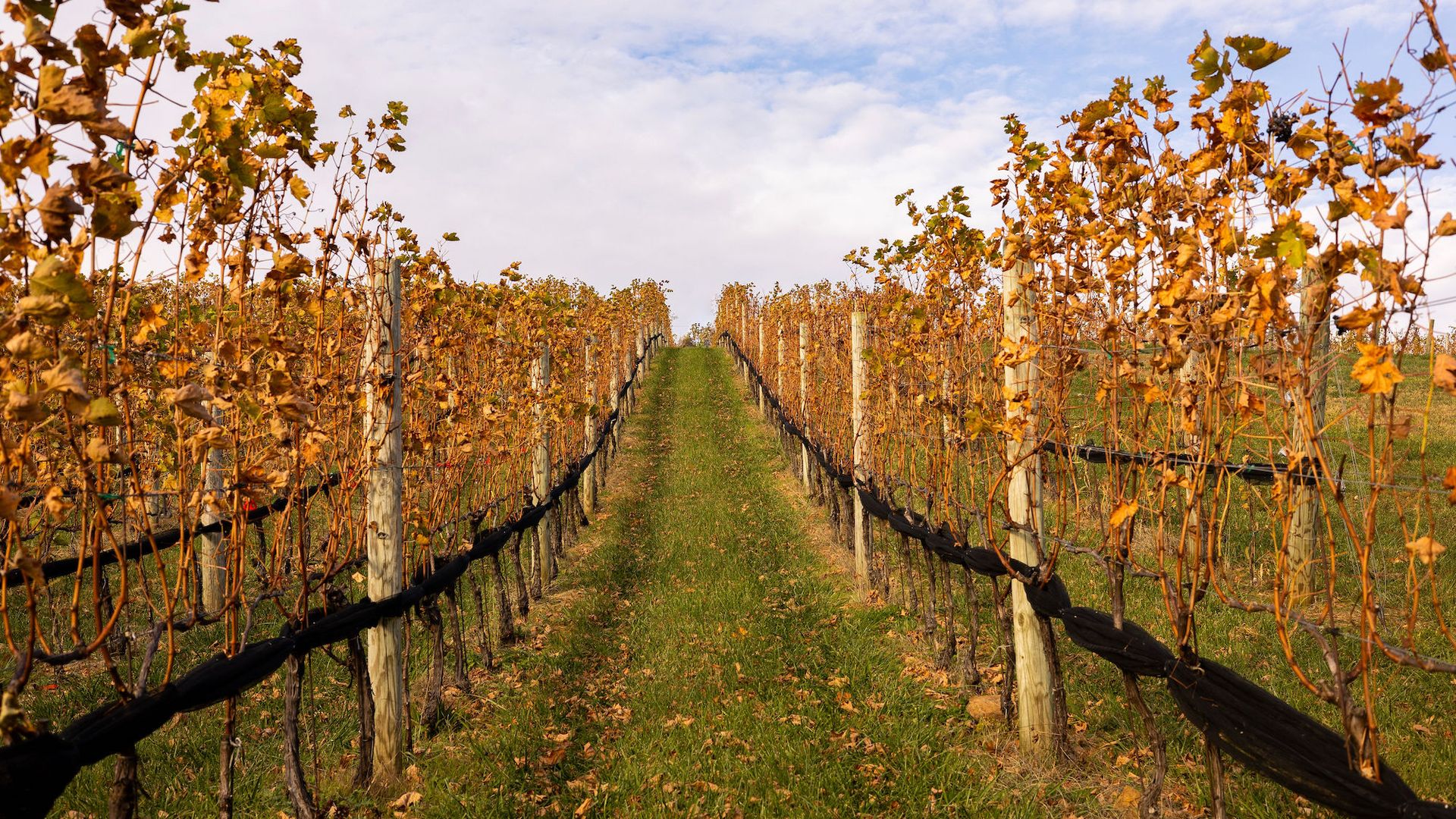 Rows of vines at Crimson Lane in the fall 