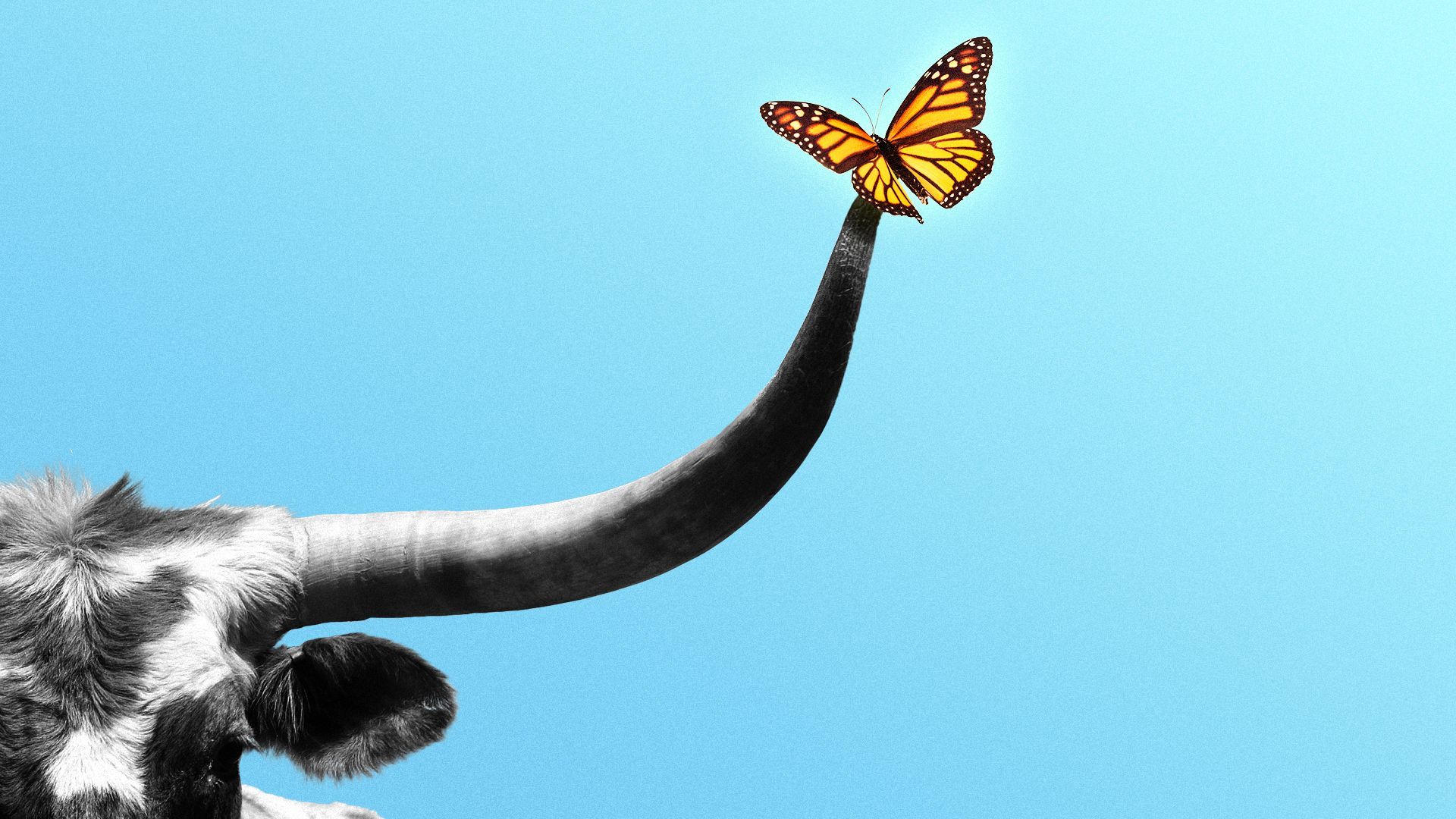 Illustration of a monarch butterfly on the tip of a longhorn's horn.