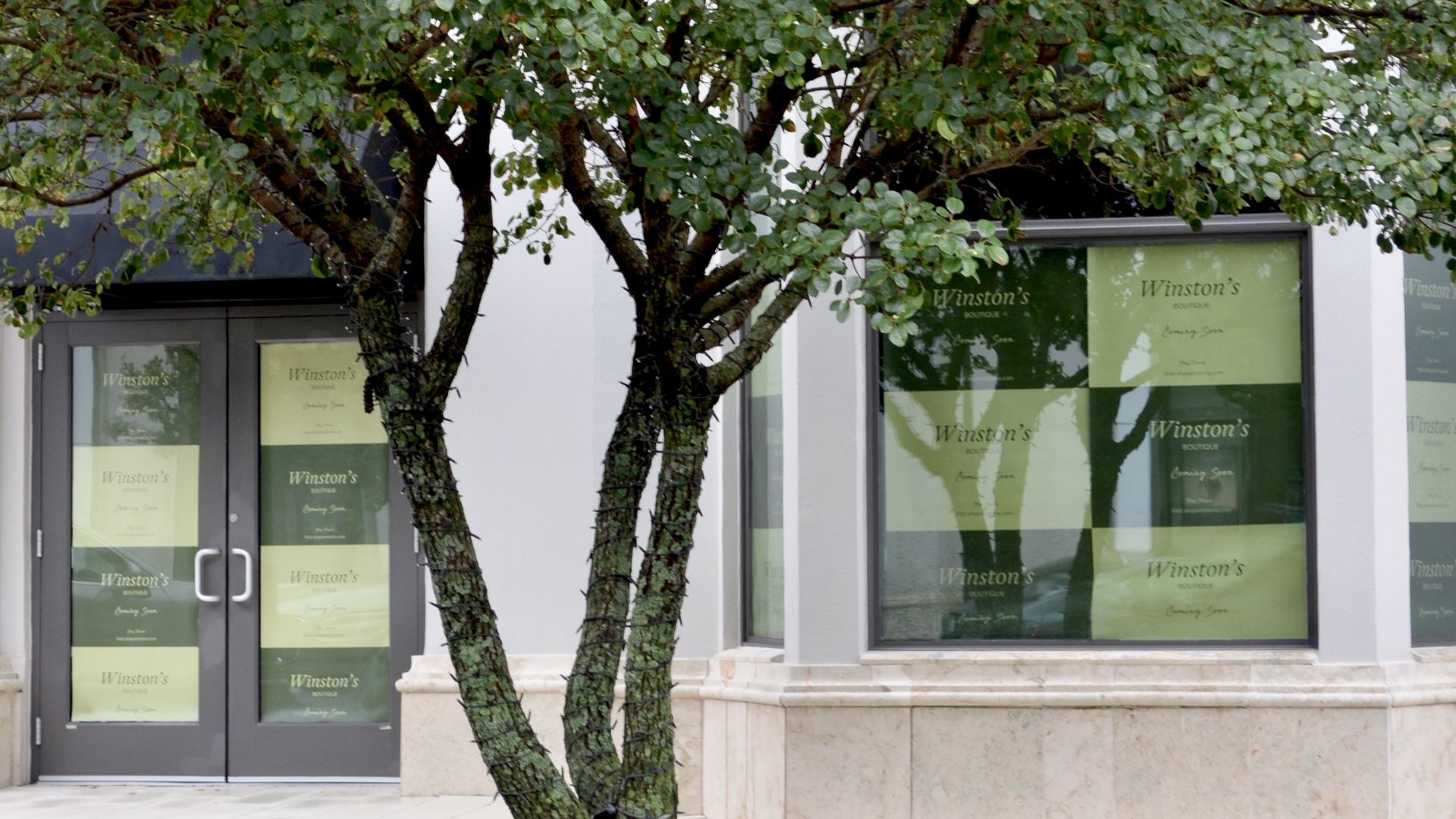 Green-leaved tree with three trunks stands in front of a building with glass doors and windows covered by signs reading "Winston's Boutique Coming Soon."