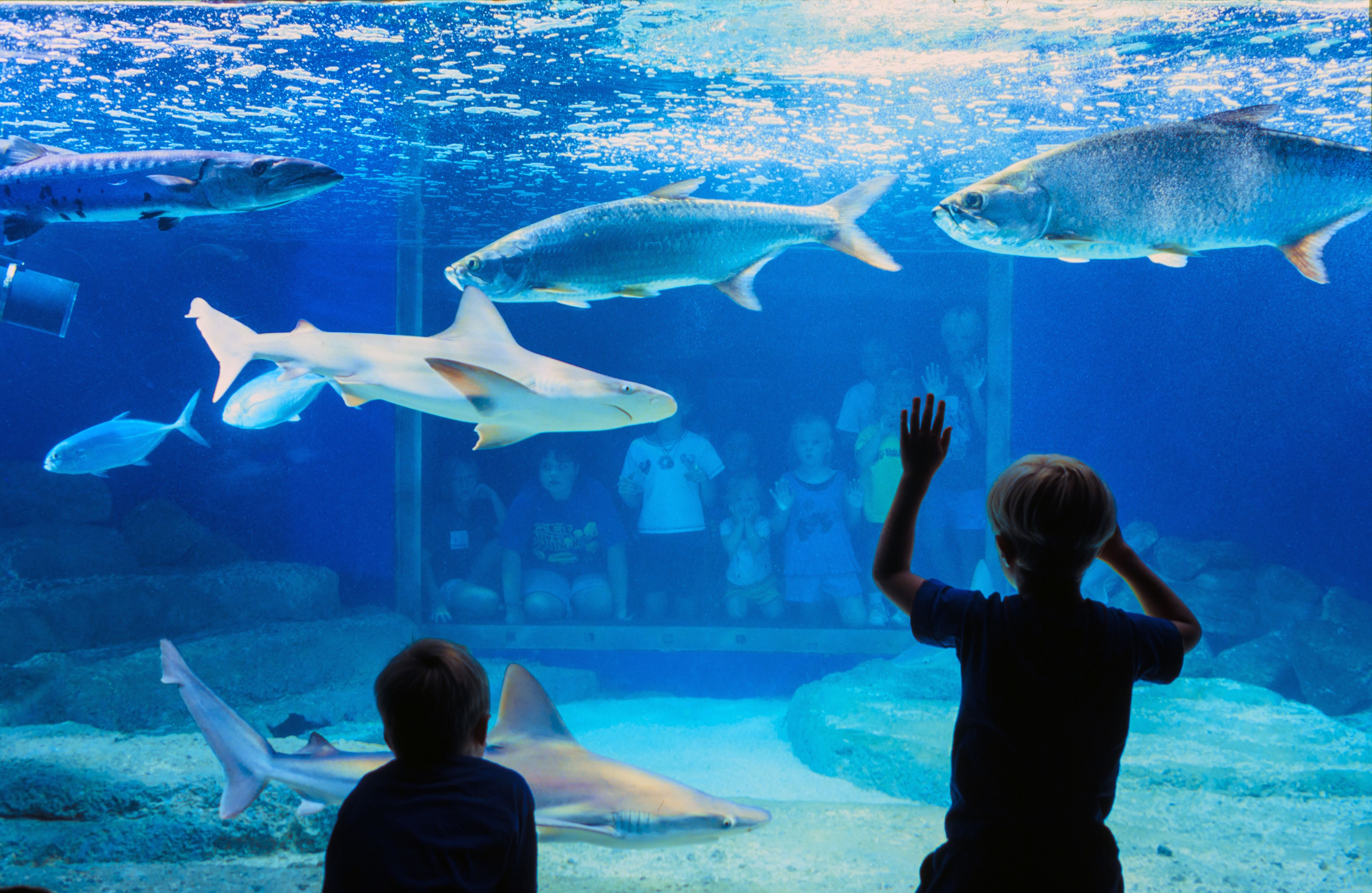 View of visitors, including many children, as they view various fish in a tank at the Fort Fisher Aquarium, Kure Beach, North Carolina, 1997.