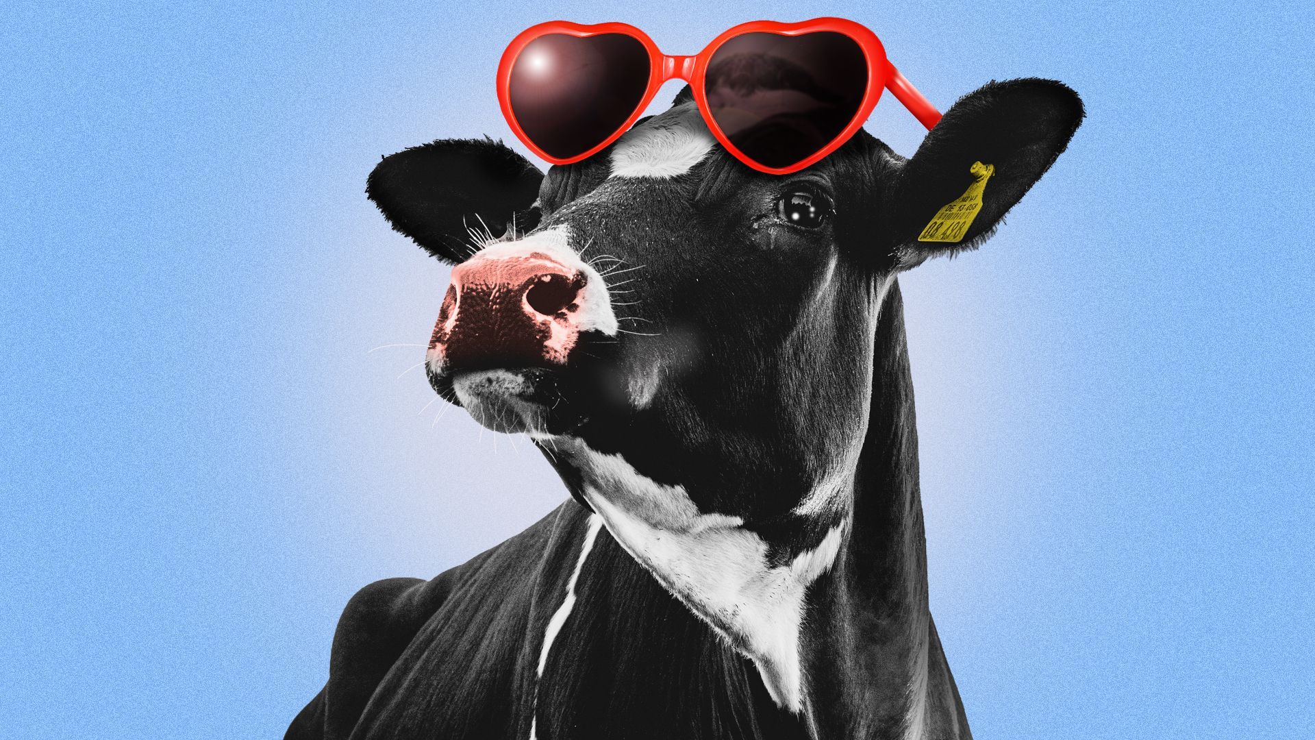 Illustration of a cow wearing a pair of heart-shaped sunglasses