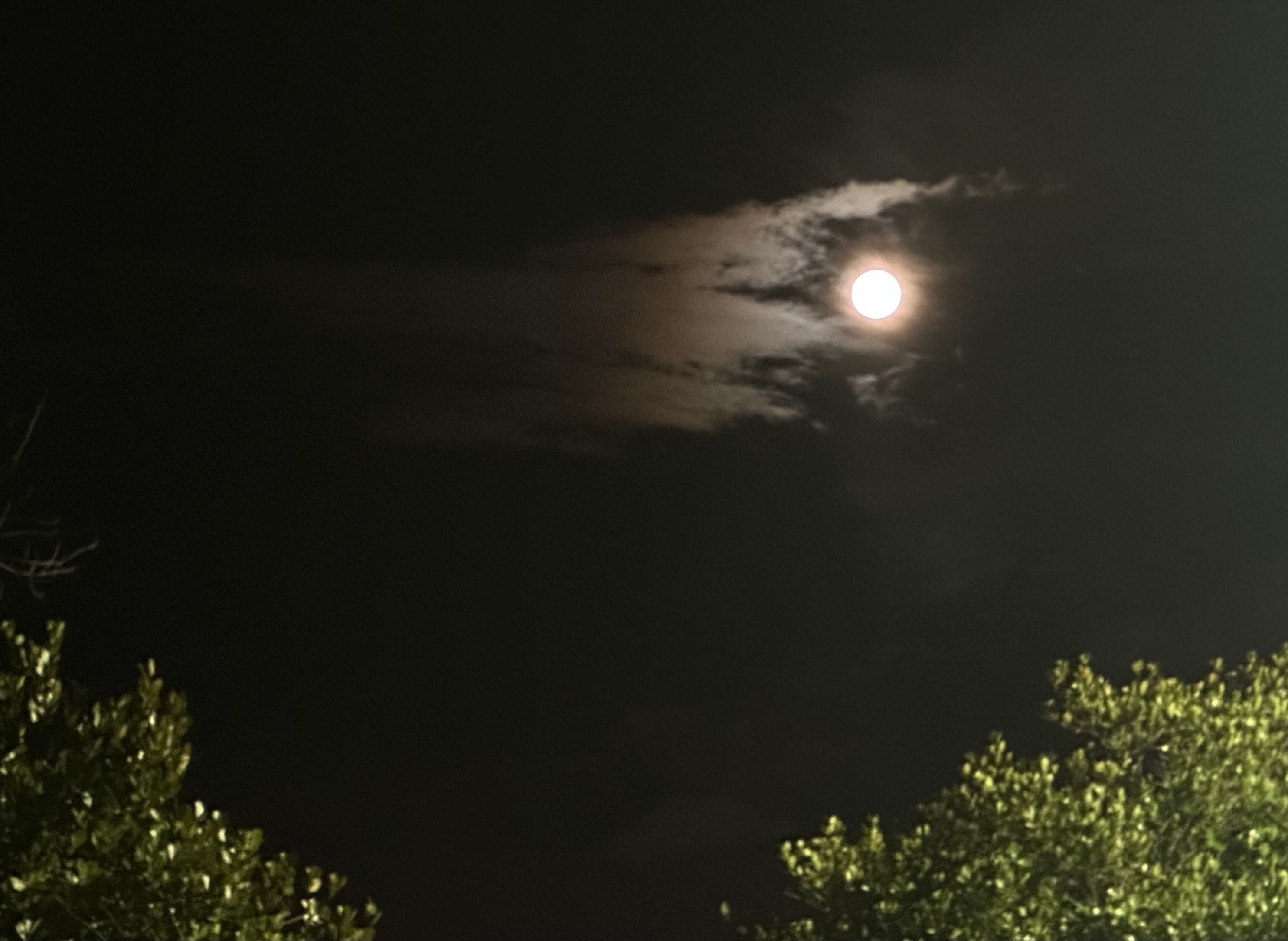 A full Moon in a slightly cloudy sky with tree leaves underneath