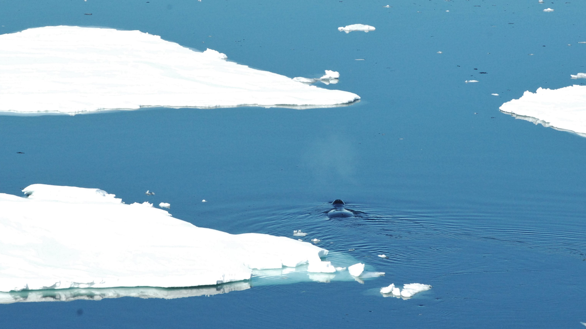 A bowhead wall surfaces among ice floes in Fram Strait.