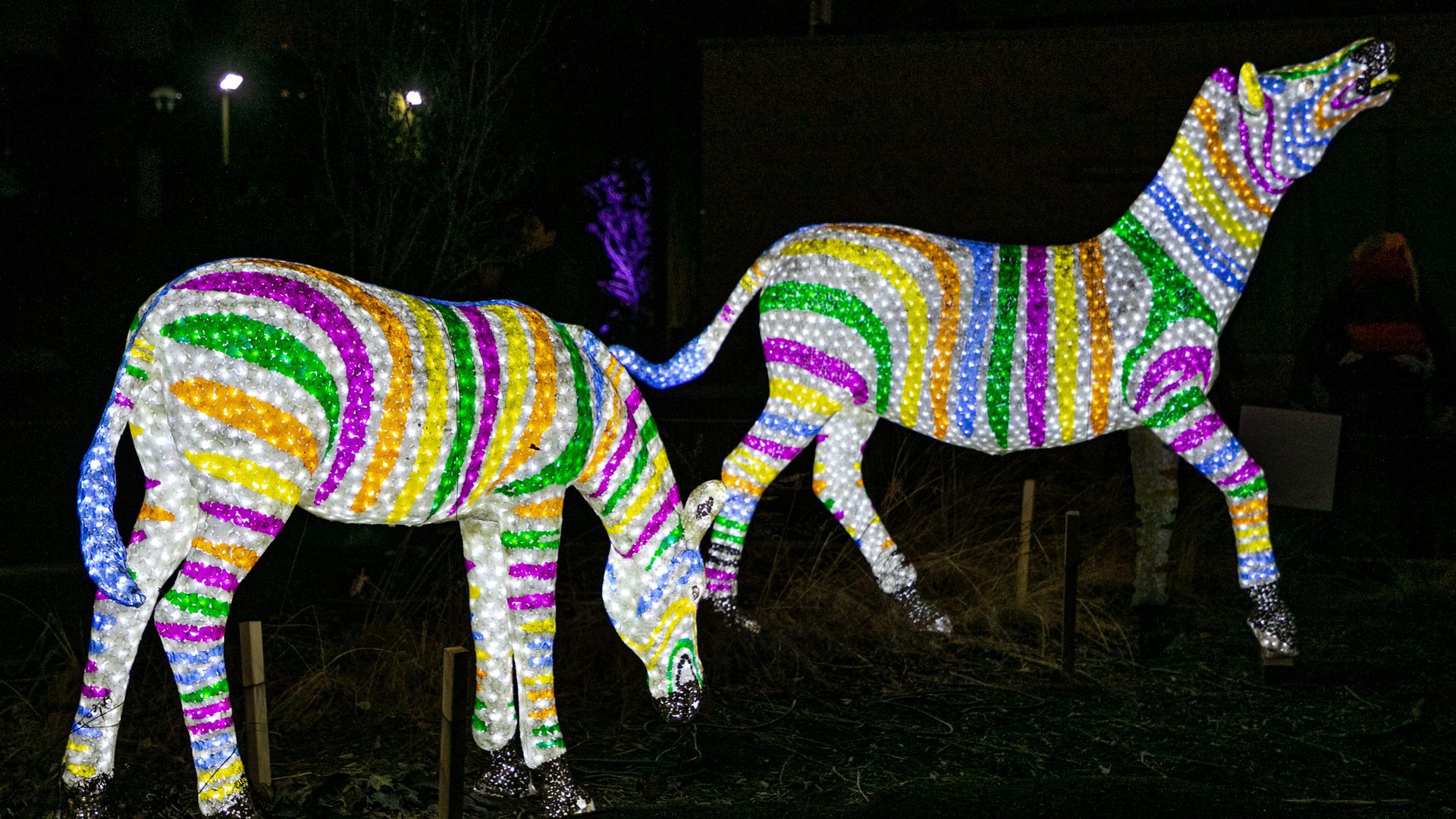 Two illuminated animal sculptures resembling a zebra and a horse with multicolored striped patterns in white, green, yellow, purple, blue, and orange, displayed at night.