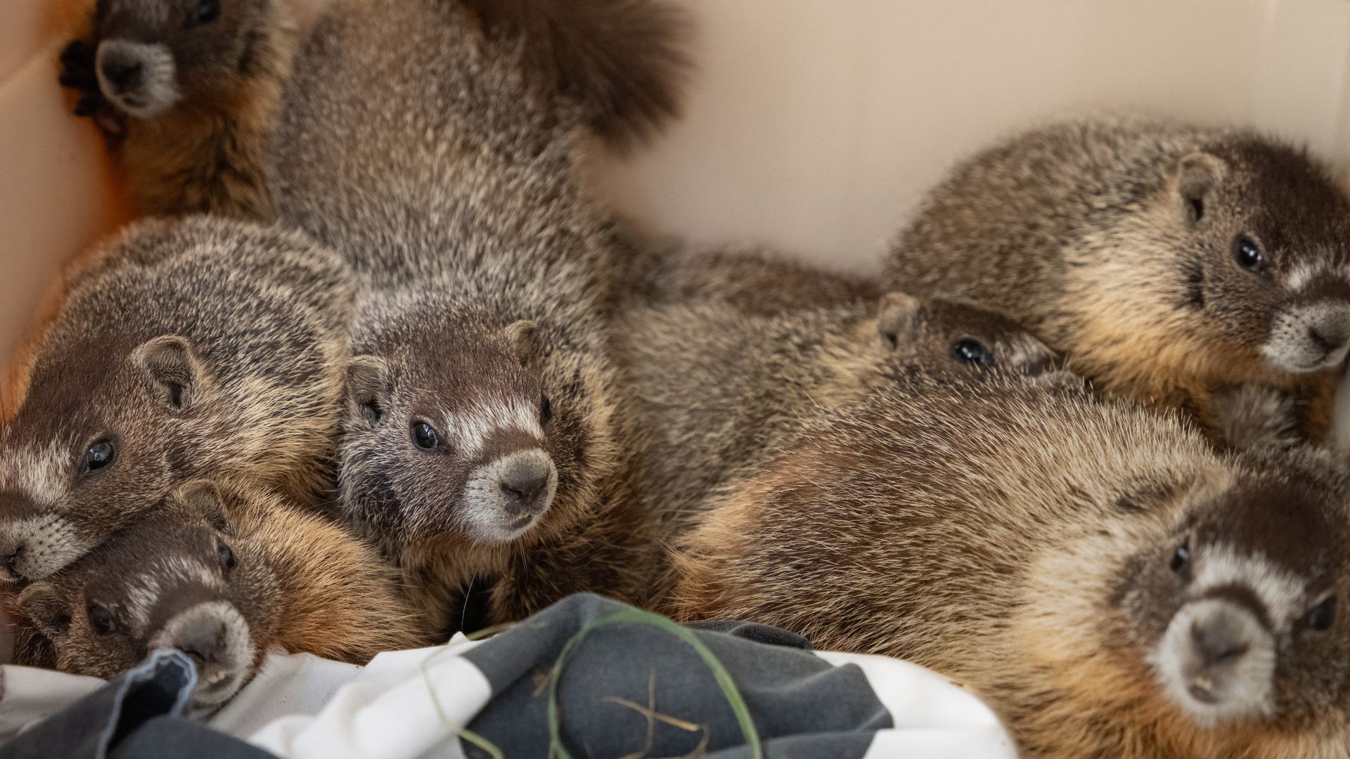 Several gray-brown marmots huddle in a box, facing different directions. Their fluffy fur, small dark eyes, and bushy tails are visible amid fabric lining.