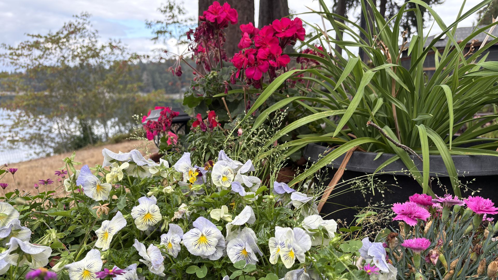 A planter filled with pastel violas at the bottom, bright pink geraniums in the middle, and long green spiky leaves on the right, with a blurred lakeside landscape in the background.